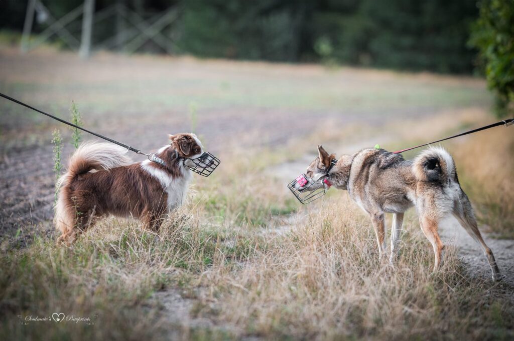 "Treffen sich zwei Hunde und mögen sich nicht!"